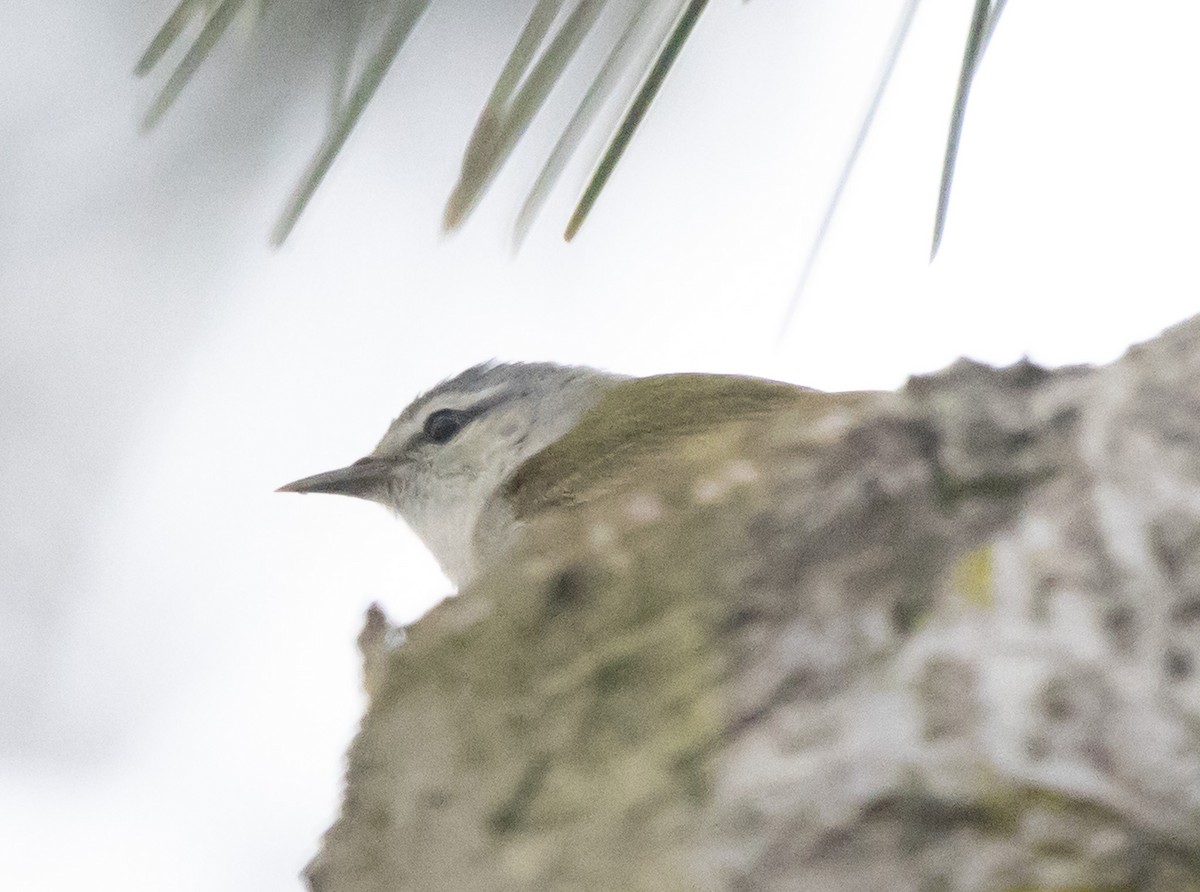 Tennessee Warbler - Luca Cinus