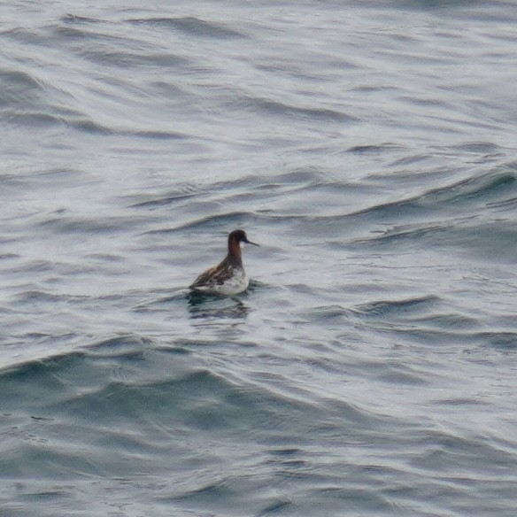 Red-necked Phalarope - ML619918385