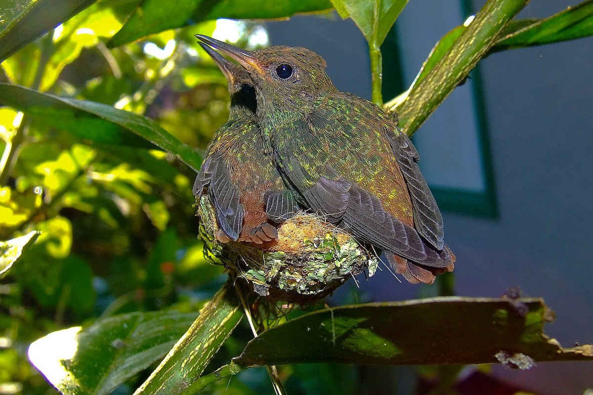 Rufous-tailed Hummingbird - ML619918389