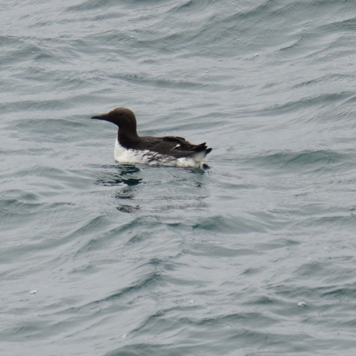 Common Murre - ML619918390