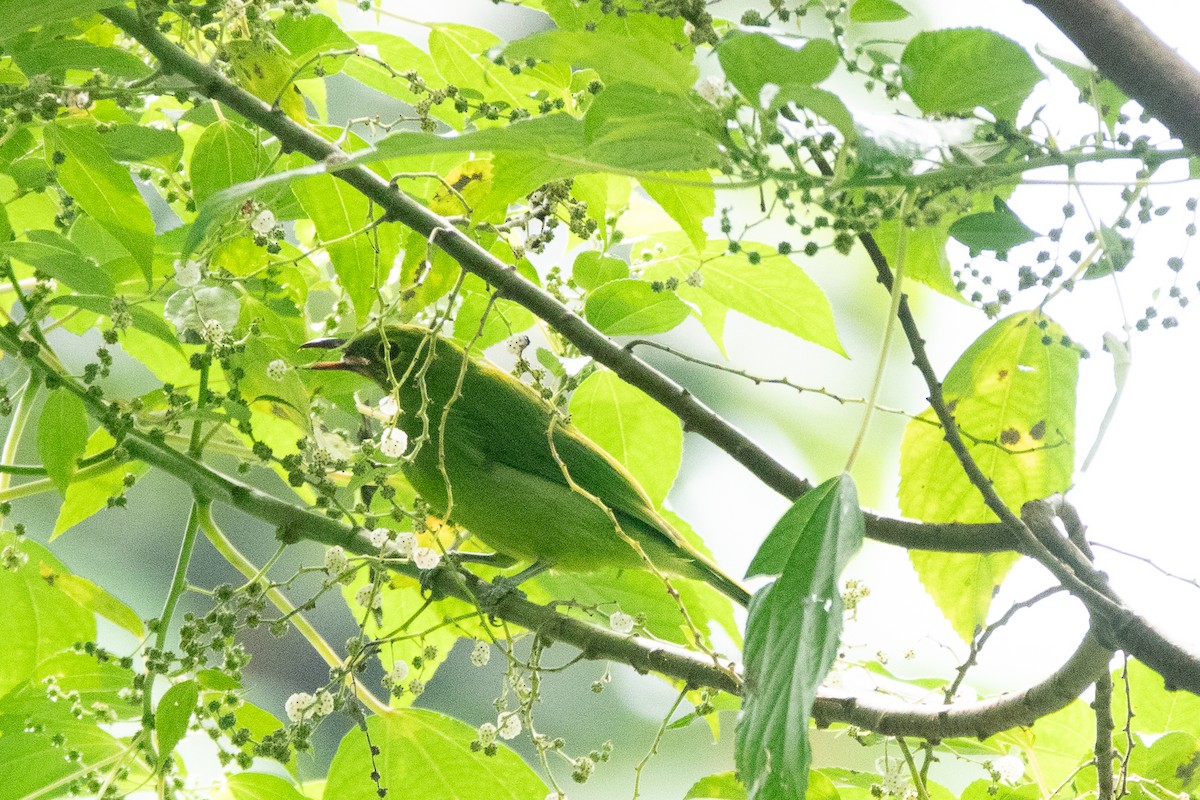 Greater Green Leafbird - ML619918391