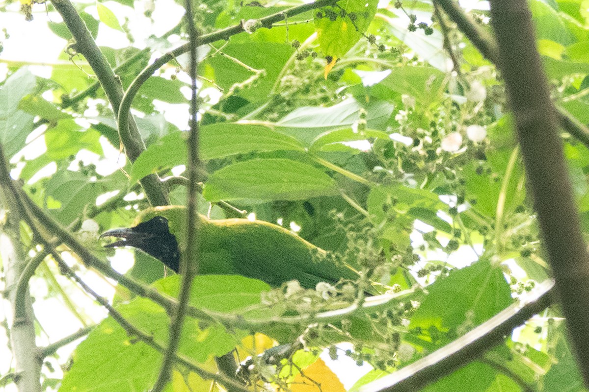 Greater Green Leafbird - ML619918394