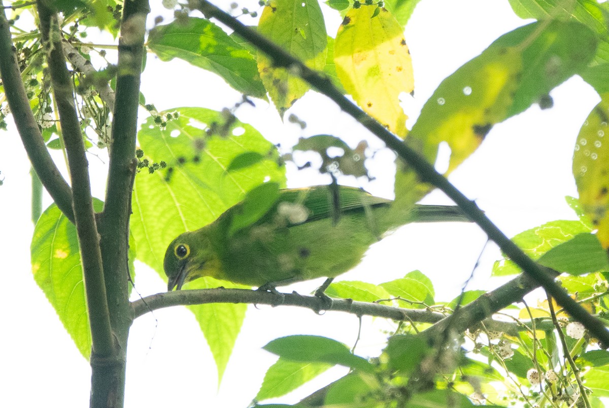 Greater Green Leafbird - ML619918395