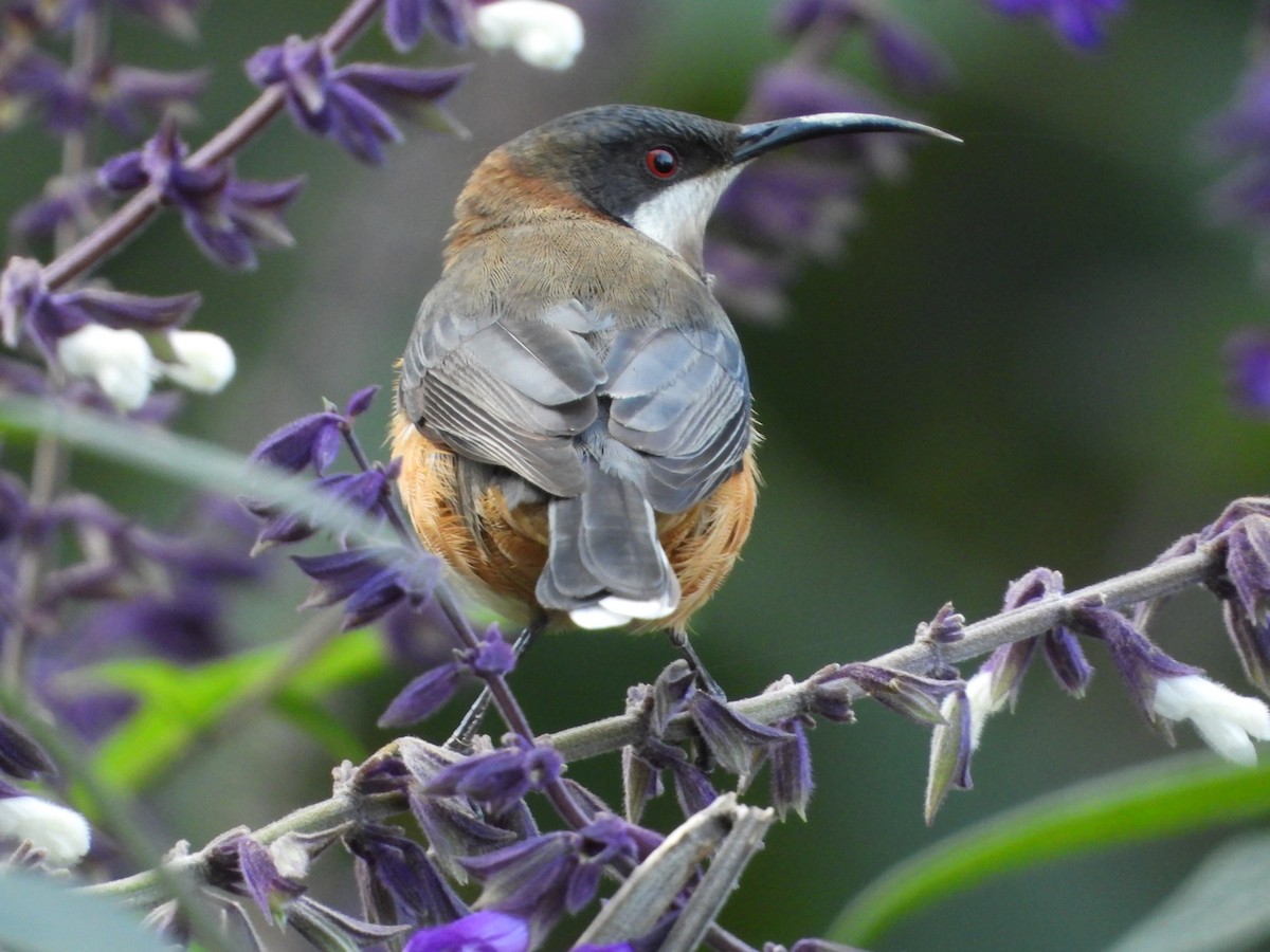 Eastern Spinebill - ML619918398