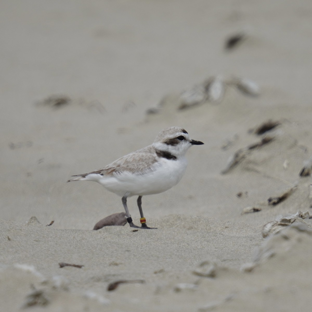 Snowy Plover - ML619918401