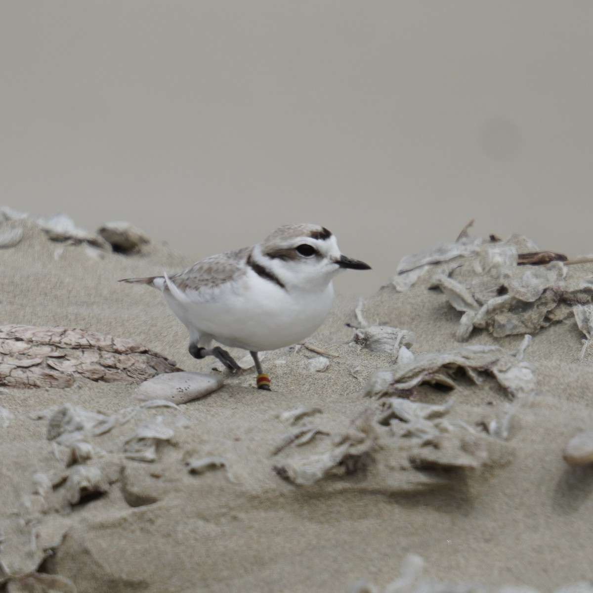 Snowy Plover - ML619918402