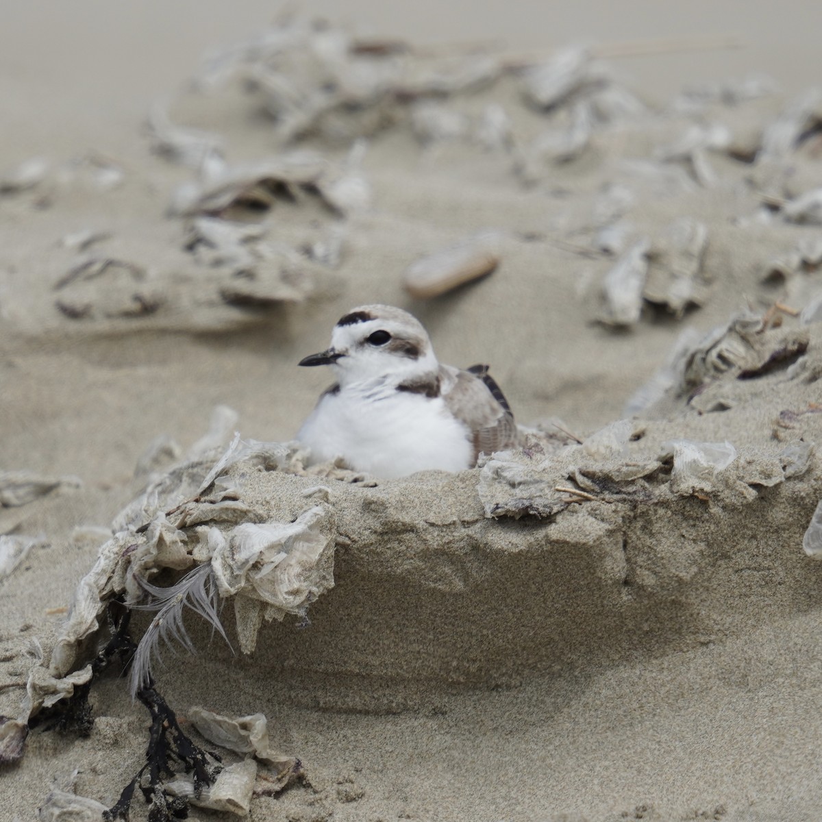 Snowy Plover - ML619918403