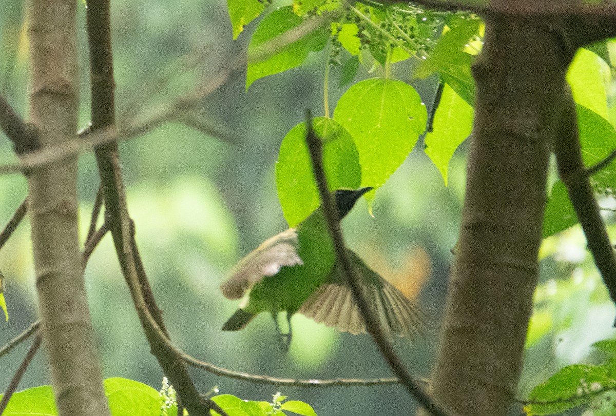 Greater Green Leafbird - ML619918405