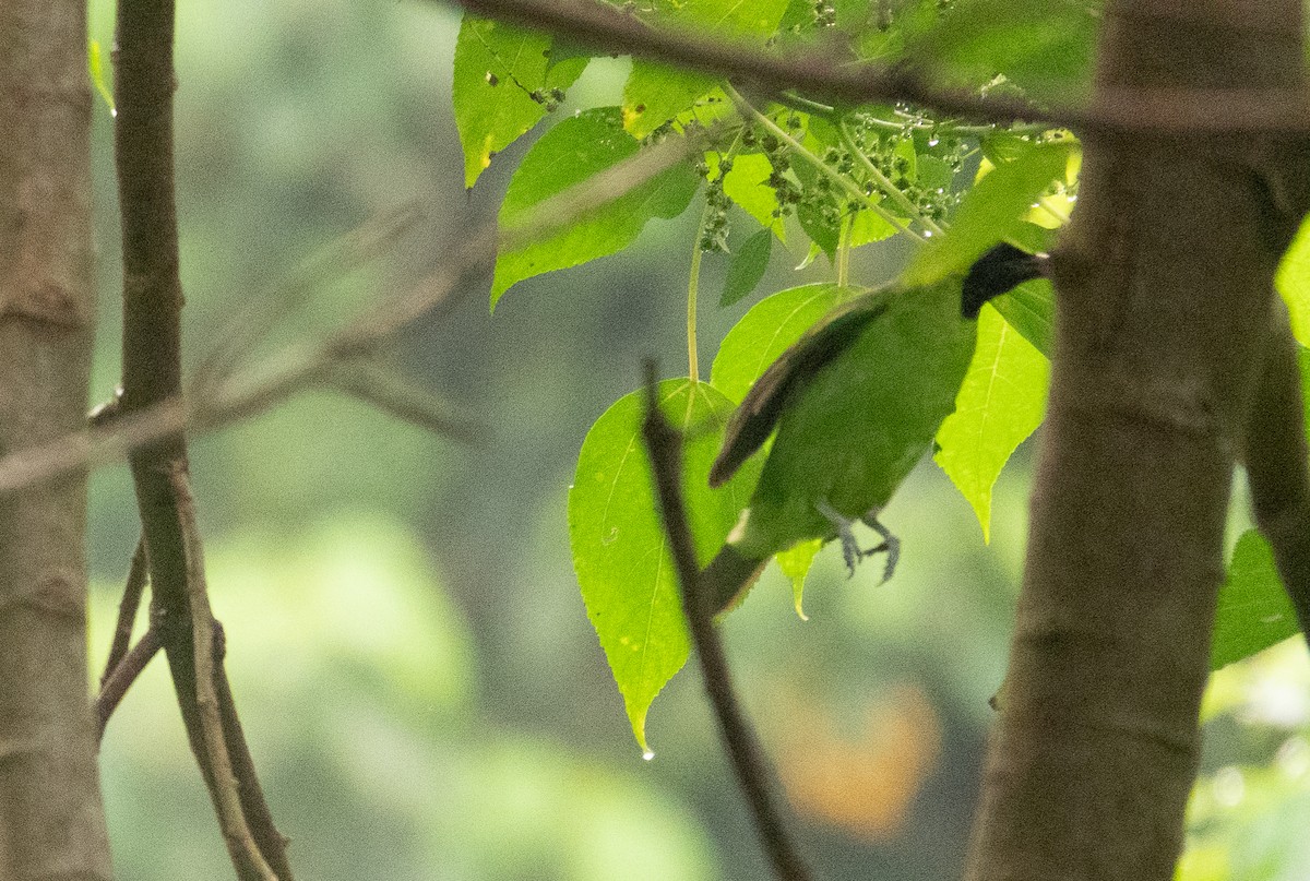 Greater Green Leafbird - ML619918406