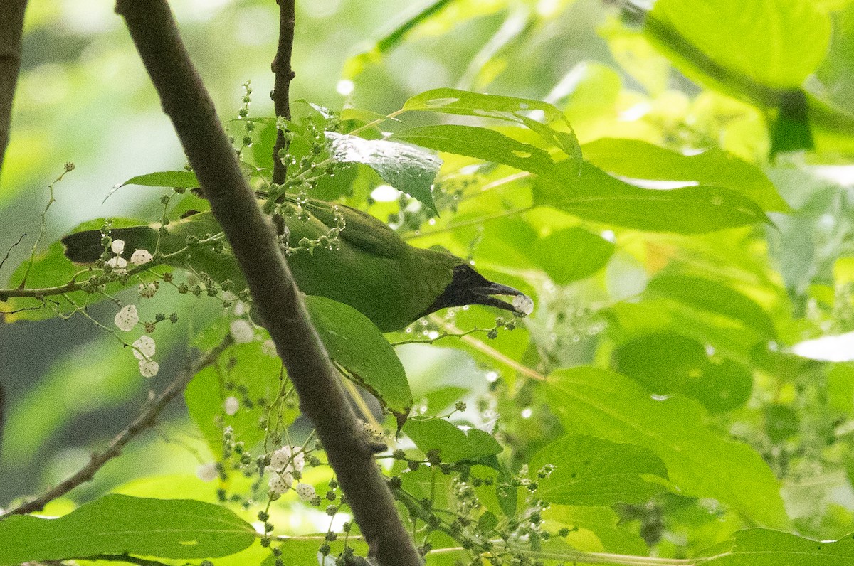 Greater Green Leafbird - ML619918411