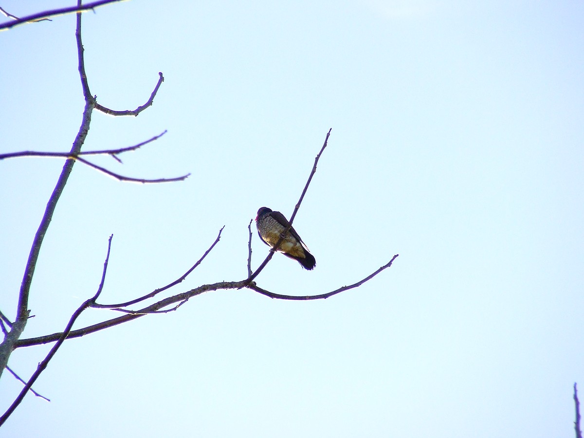 holub šupinkový - ML619918416