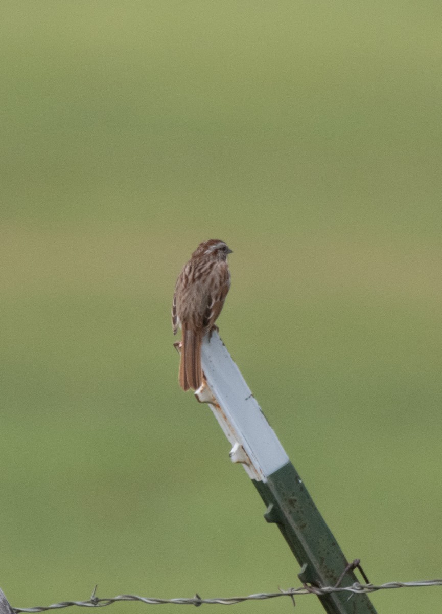 Song Sparrow - ML619918417