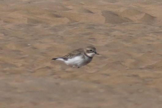 Double-banded Plover - ML619918424