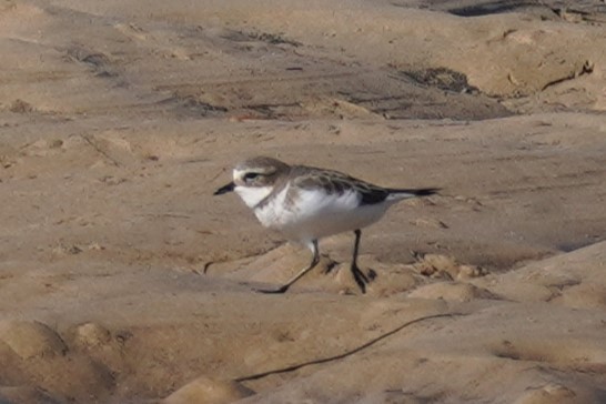 Double-banded Plover - ML619918425
