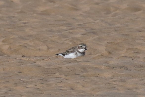 Double-banded Plover - ML619918426