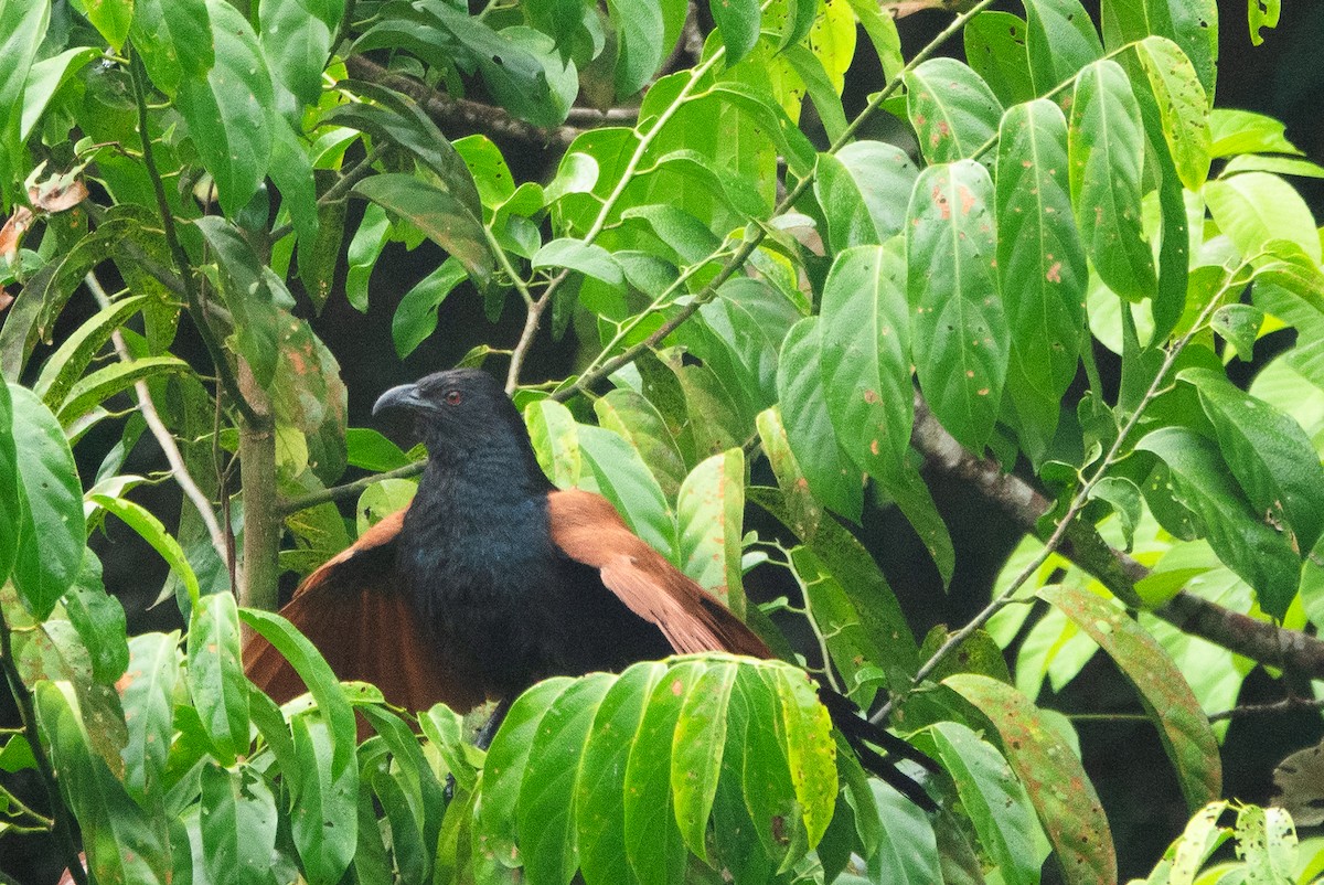Greater Coucal - ML619918427