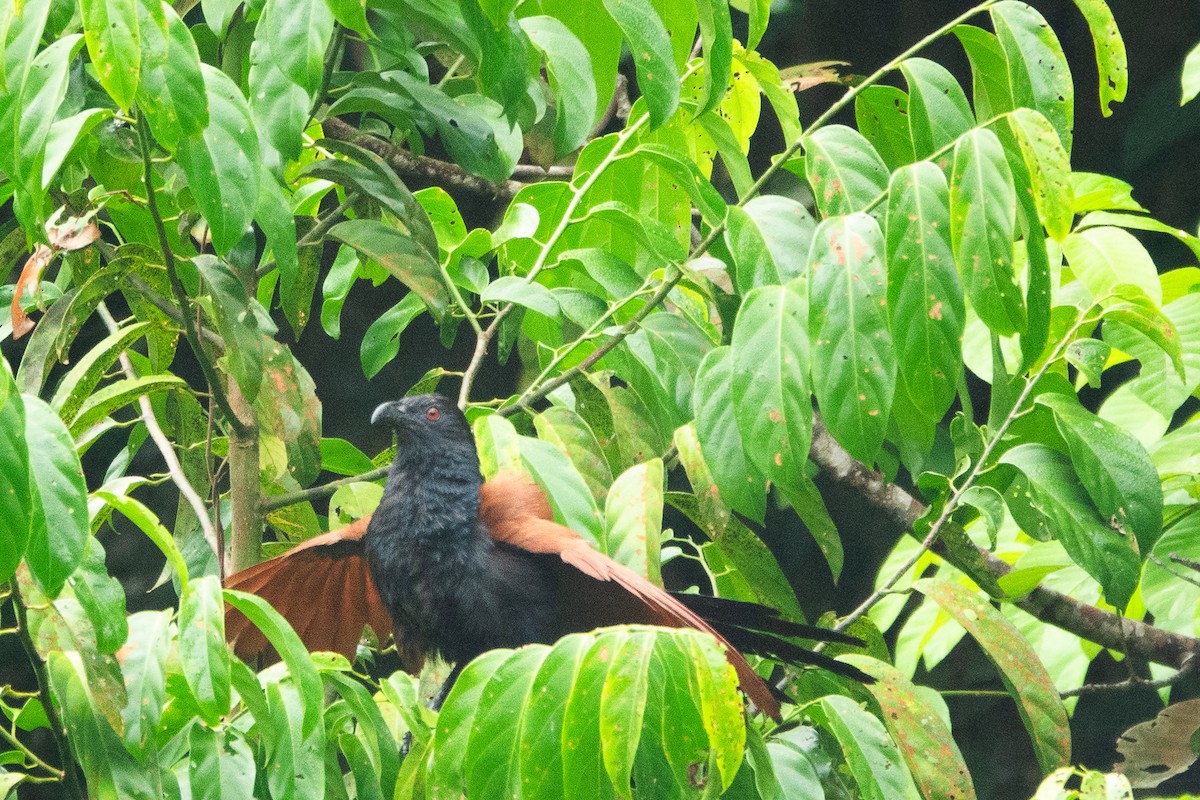 Greater Coucal - ML619918431