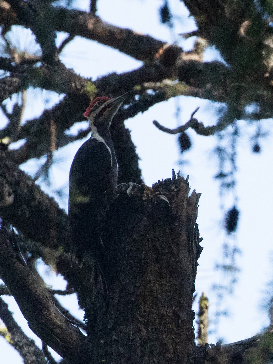 Pileated Woodpecker - ML619918436