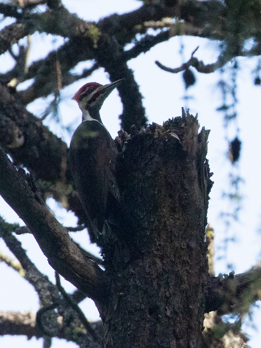 Pileated Woodpecker - ML619918437
