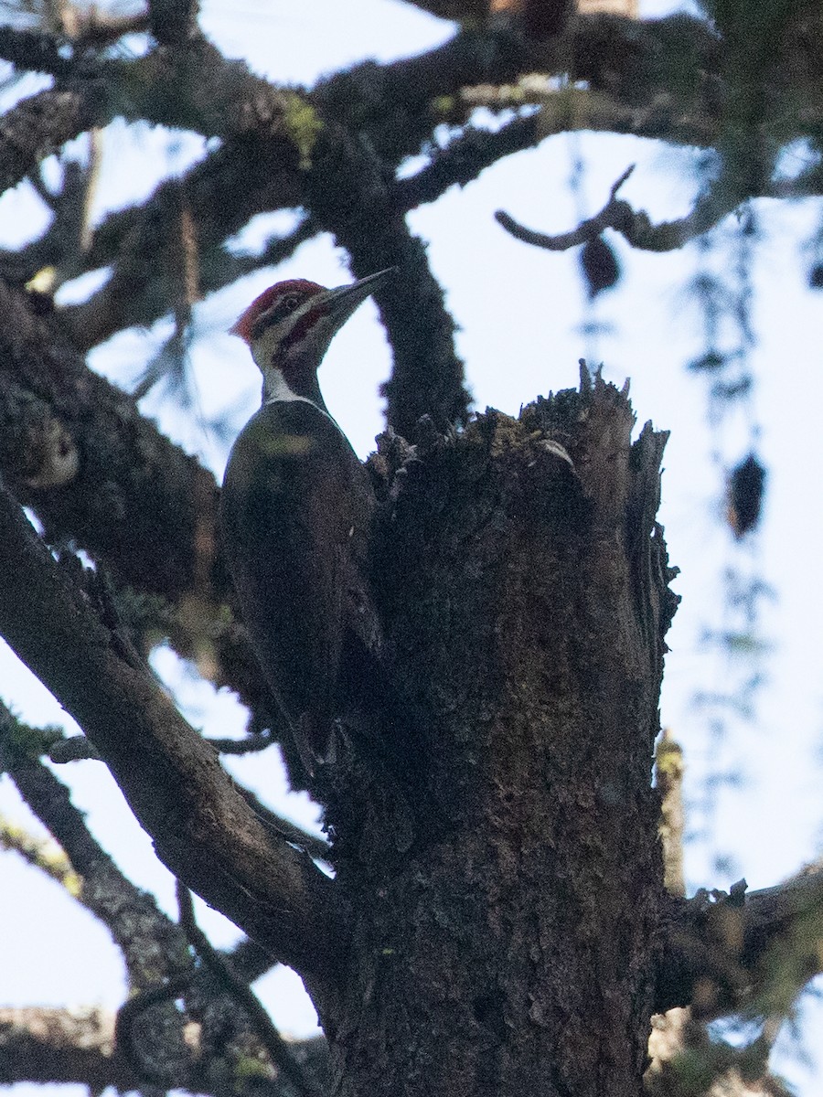 Pileated Woodpecker - ML619918438