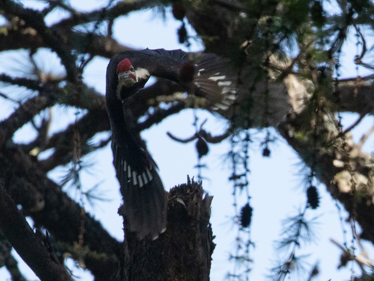 Pileated Woodpecker - ML619918439