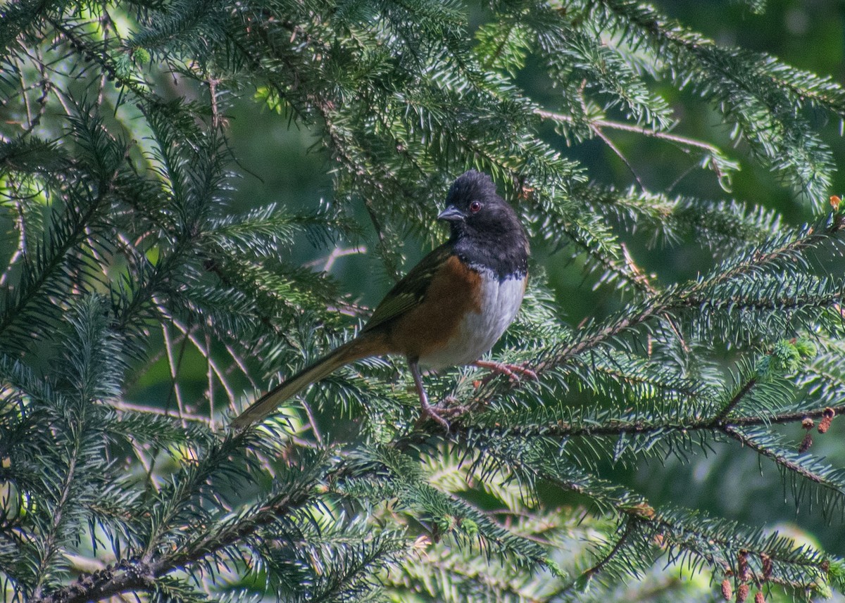 Spotted Towhee (Olive-backed) - ML619918445
