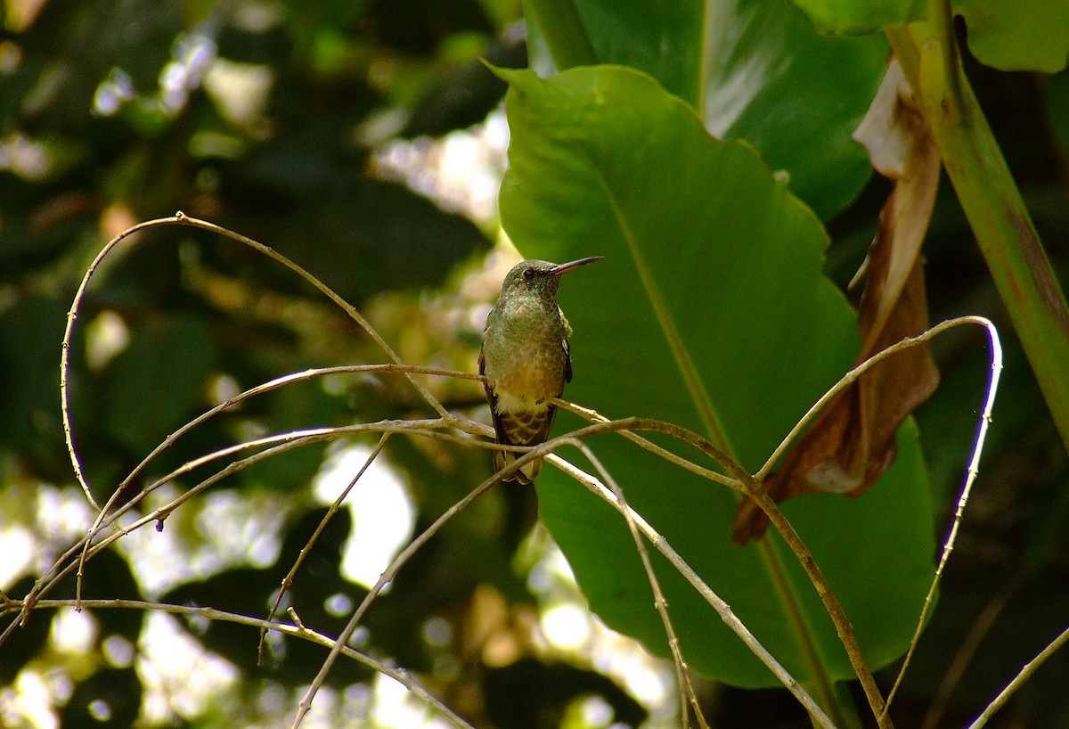 Scaly-breasted Hummingbird - ML619918446