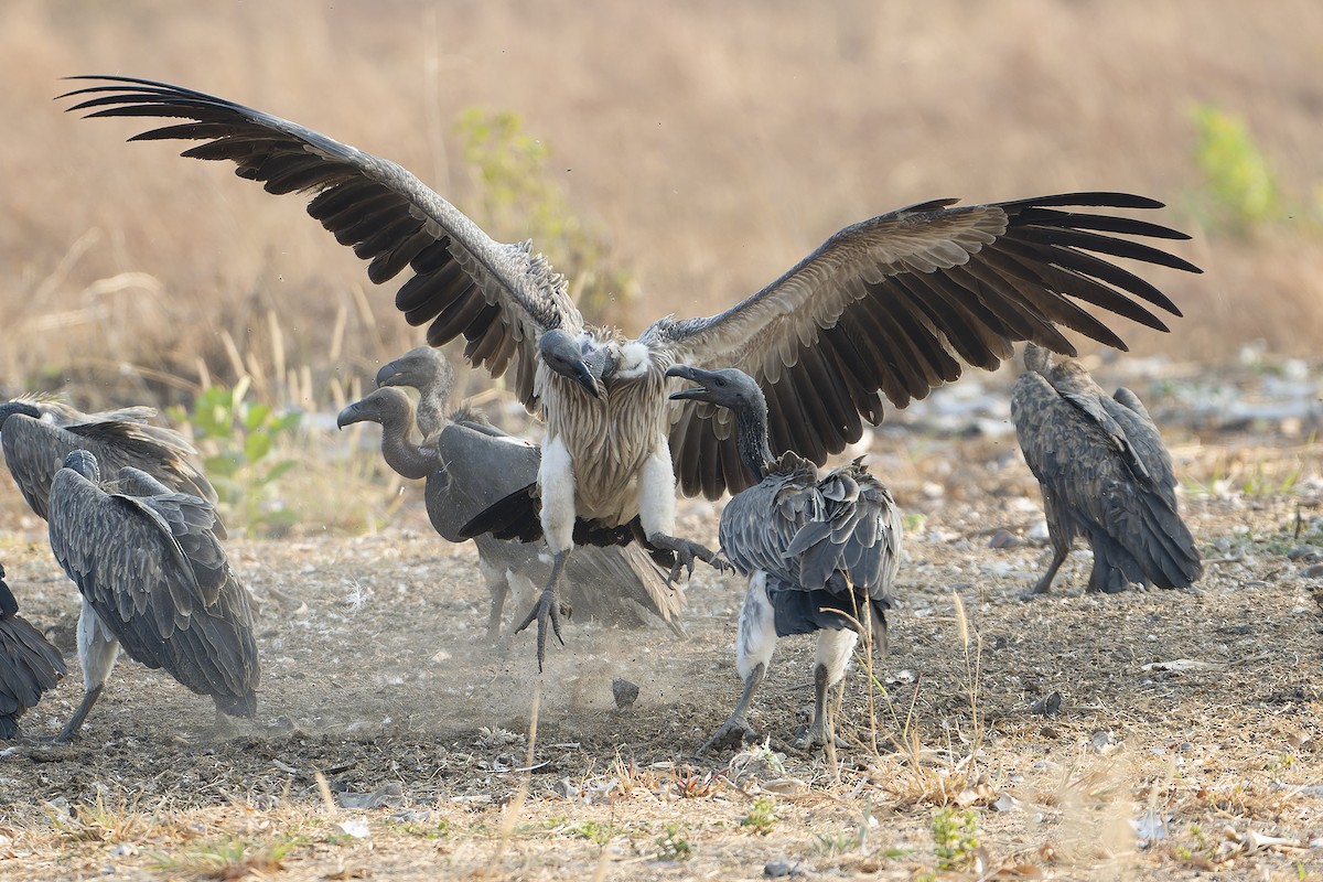 Slender-billed Vulture - ML619918456