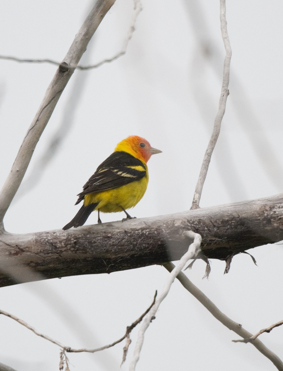 Western Tanager - ML619918463