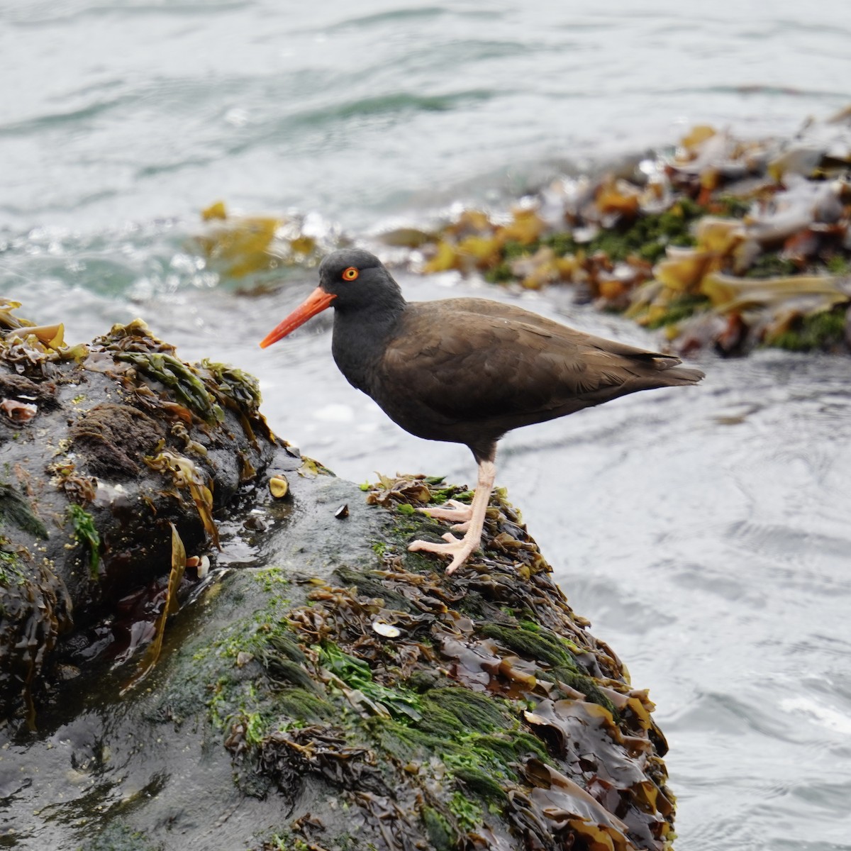 Black Oystercatcher - ML619918475