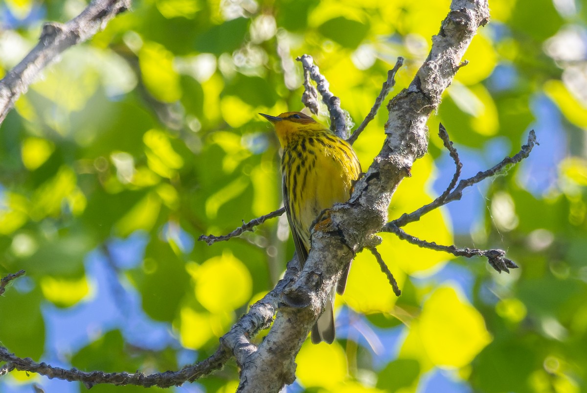 Cape May Warbler - ML619918483