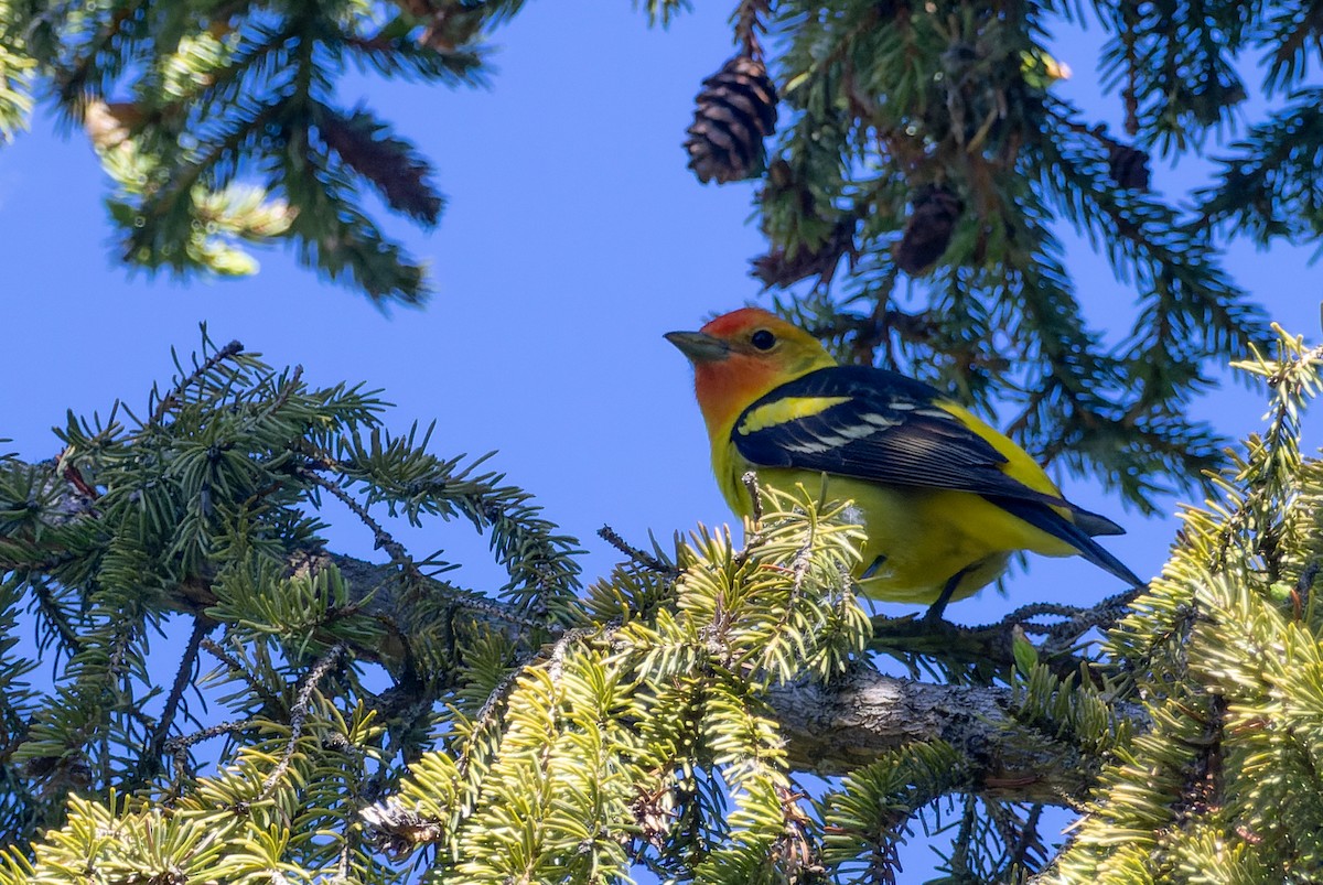 Western Tanager - ML619918505