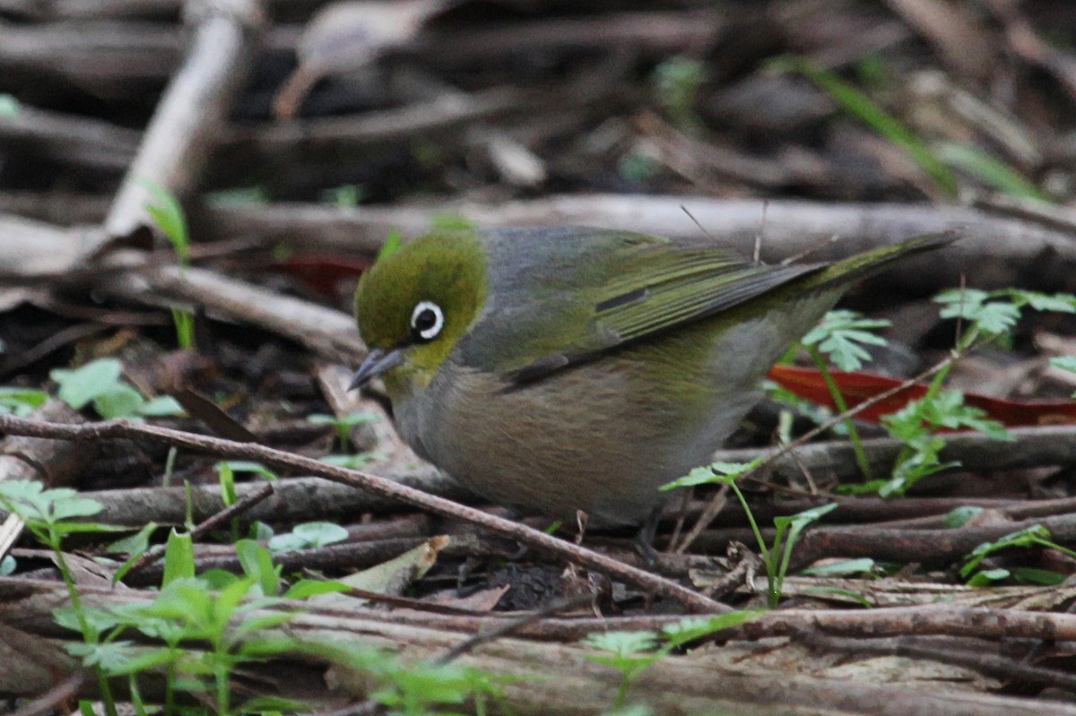 Silvereye - ML619918530