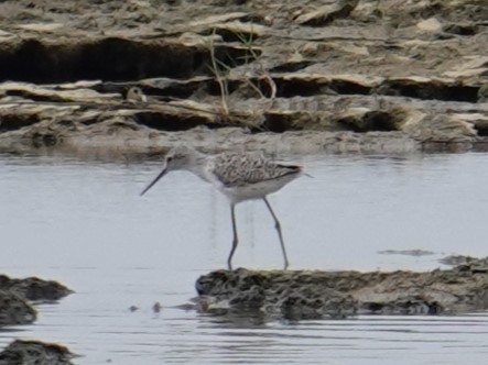 Marsh Sandpiper - ML619918537