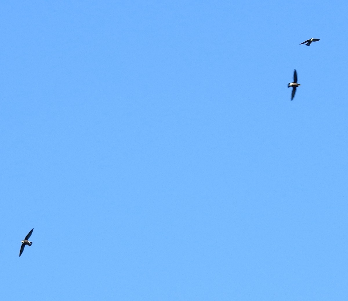 White-throated Needletail - ML619918546