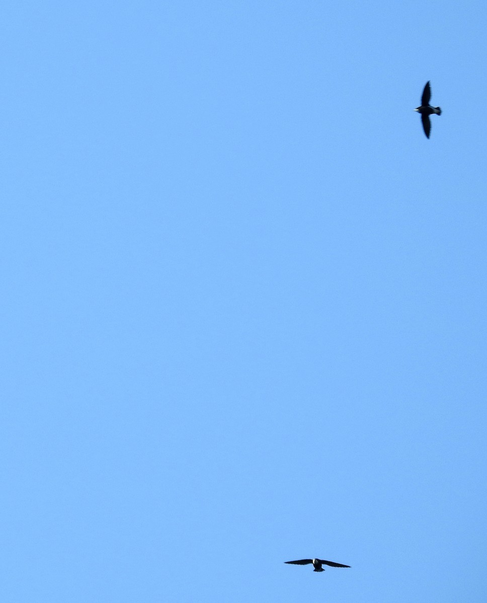 White-throated Needletail - ML619918548