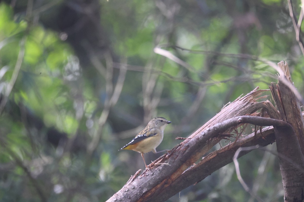 Spotted Pardalote - ML619918553