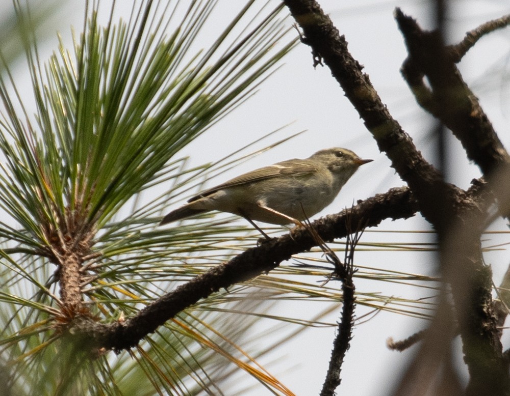 tanımsız Phylloscopus sp. - ML619918563