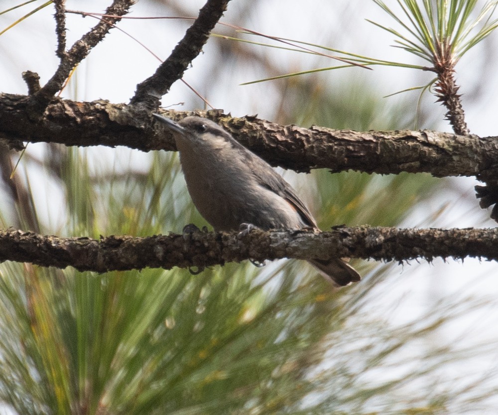 Chestnut-vented Nuthatch - ML619918565