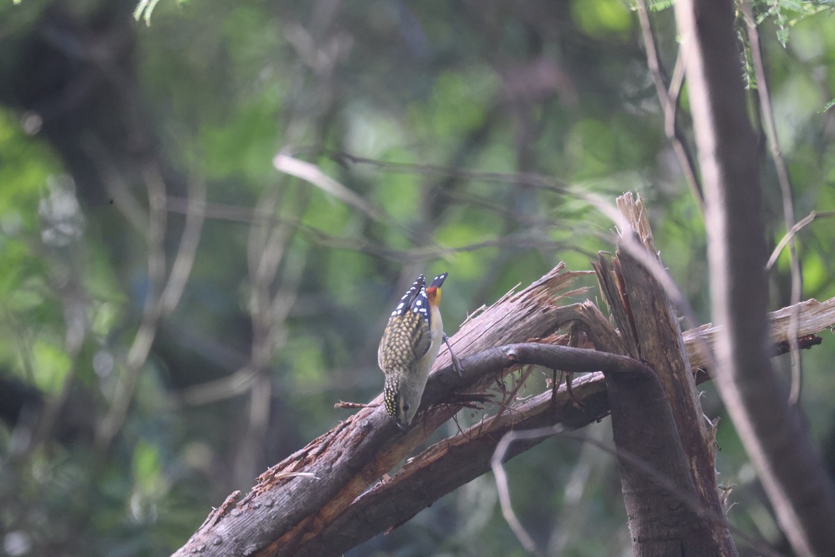 Spotted Pardalote - ML619918566