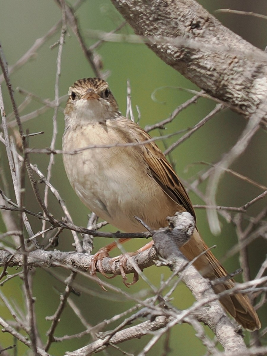 Rufous Songlark - ML619918568