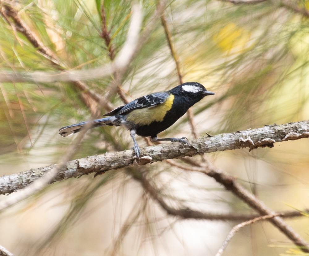 Green-backed Tit - ML619918570