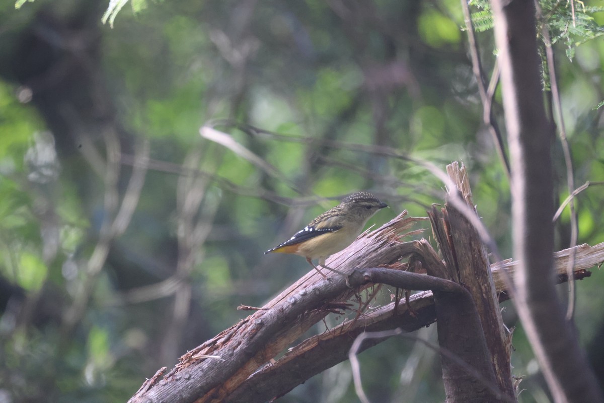 Spotted Pardalote - ML619918574