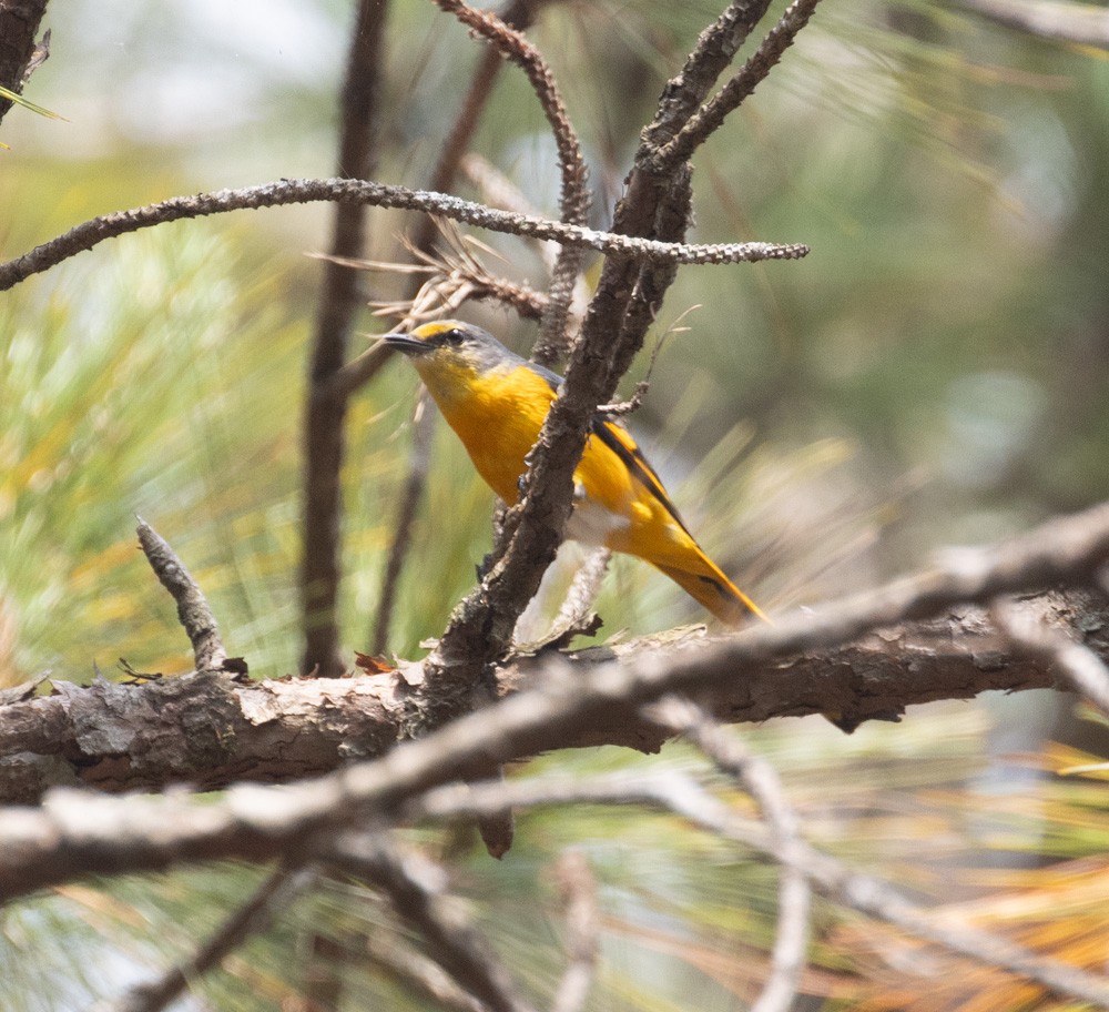 minivet sp. - ML619918575