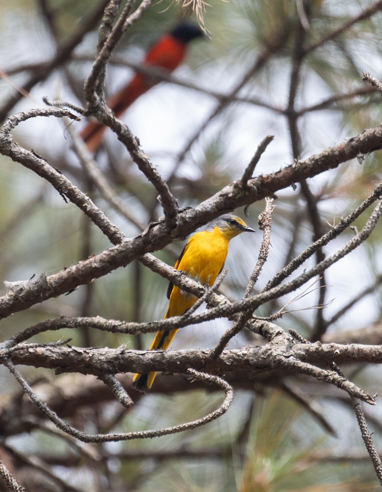 ub. mønjefugl (Pericrocotus sp.) - ML619918576