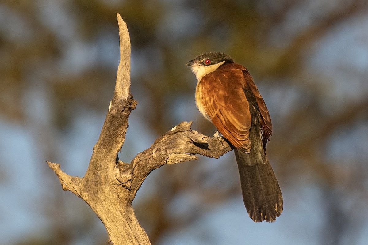Coppery-tailed Coucal - ML619918593