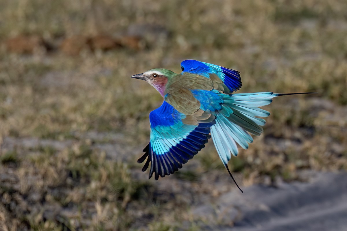 Lilac-breasted Roller - ML619918600