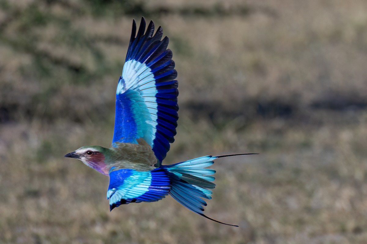 Lilac-breasted Roller - ML619918601