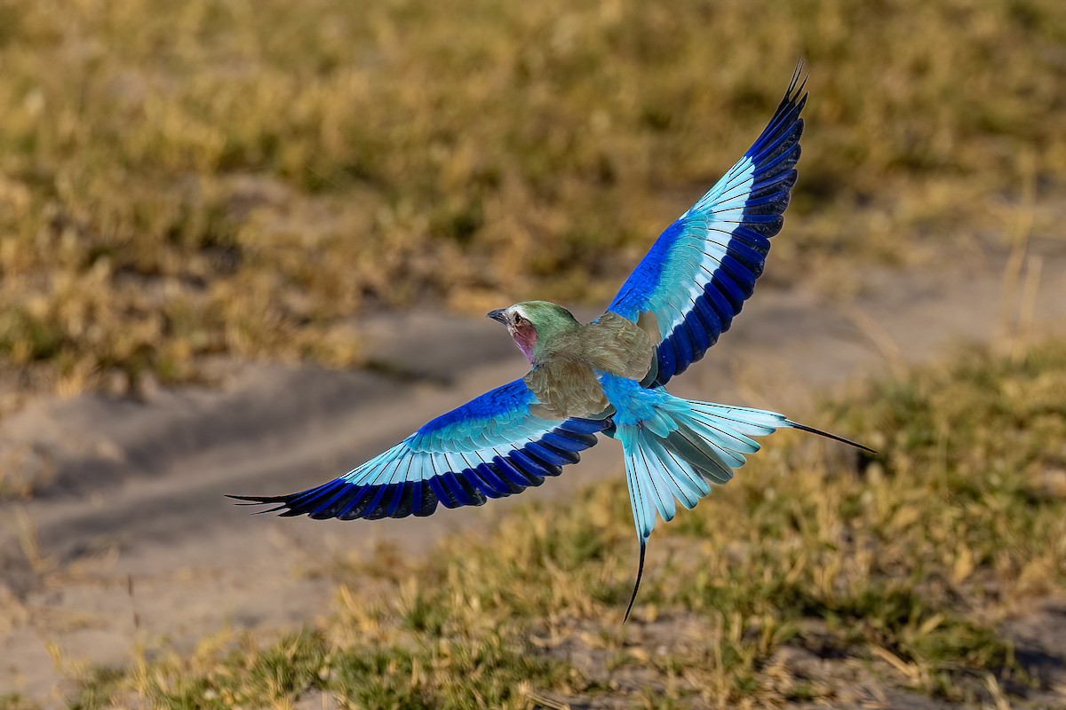 Lilac-breasted Roller - ML619918602