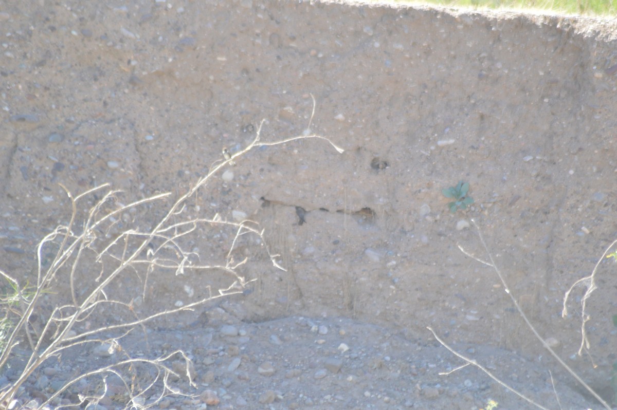 Northern Rough-winged Swallow - ML619918610